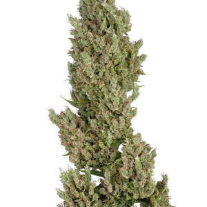Graines de Sensi Supreme Jack F1 à Autofloraison