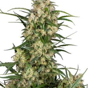 Graines de Sensi Supreme Oak F1 à Autofloraison