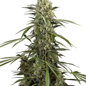 Graines de Sensi Supreme Skunk F1 à Autofloraison