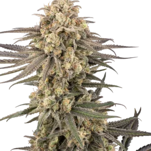 Graines de Frosted Grapes XXL Féminisées