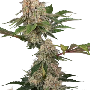 Graines de Sticky Berry Mints XXL Féminisées
