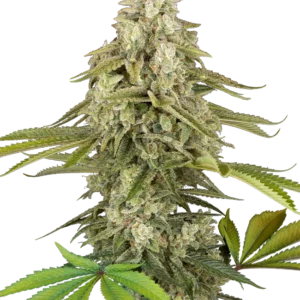Graines de Tangie Jungle Juice Féminisées