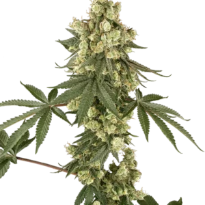 Graines de Lambo Haze Féminisées