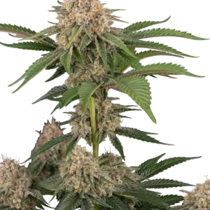 Graines de California Runtz à Autofloraison