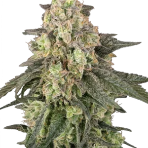 Graines de Full Throttle à Autofloraison