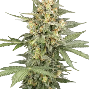 Graines de Head Knock à Autofloraison
