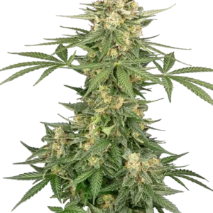 Graines de Space Tunnels à Autofloraison