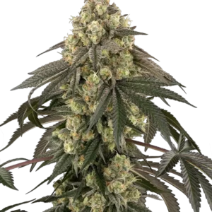 Graines de Loud Kush Féminisées