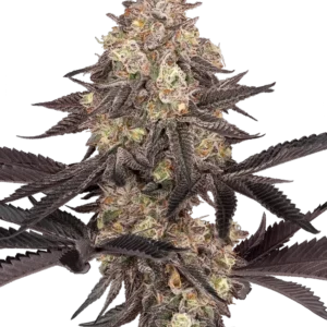 Graines de Black Cherry Reserve Féminisées
