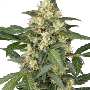 Graines de Copenhagen Sour à Autofloraison