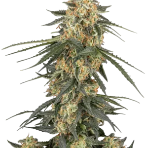 Graines de Tangerine Splash à Autofloraison