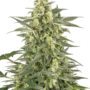 Graines de Mighty Dwarf à Autofloraison