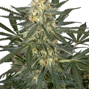 Graines de C4 à Autofloraison