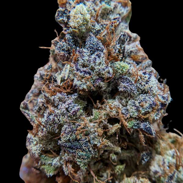 Lilac Fuel di La Tête Française