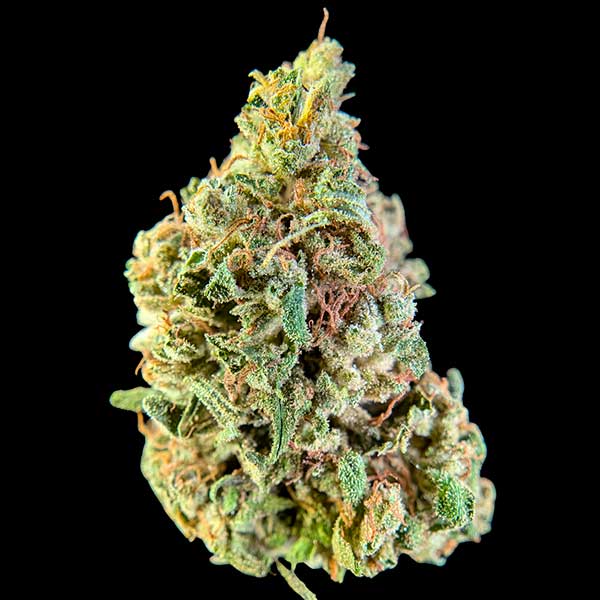 Mustard Berry di Cannapache