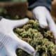 Règles sur le cannabis médical en Albanie
