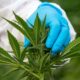Green Party amendment on medical cannabis