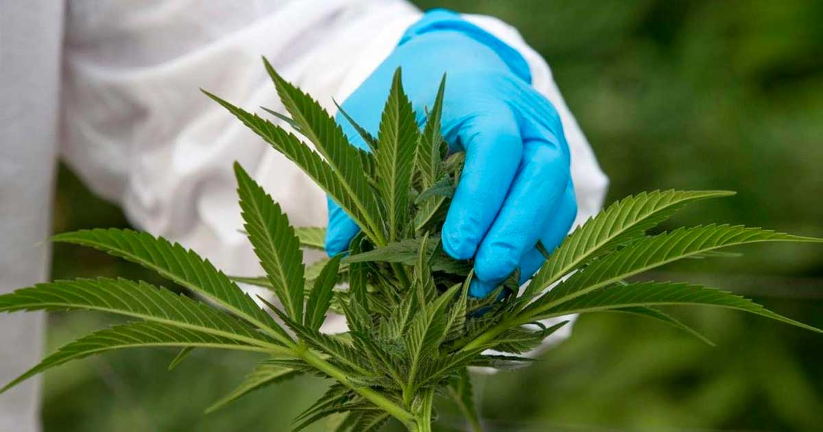 Amendement écologiste sur le cannabis médical