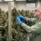 Aurora Cannabis Horizon