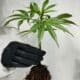 Cannabis-Related Heart Attacks and Strokes