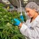 Canada's 5th-largest commercial cannabis producer