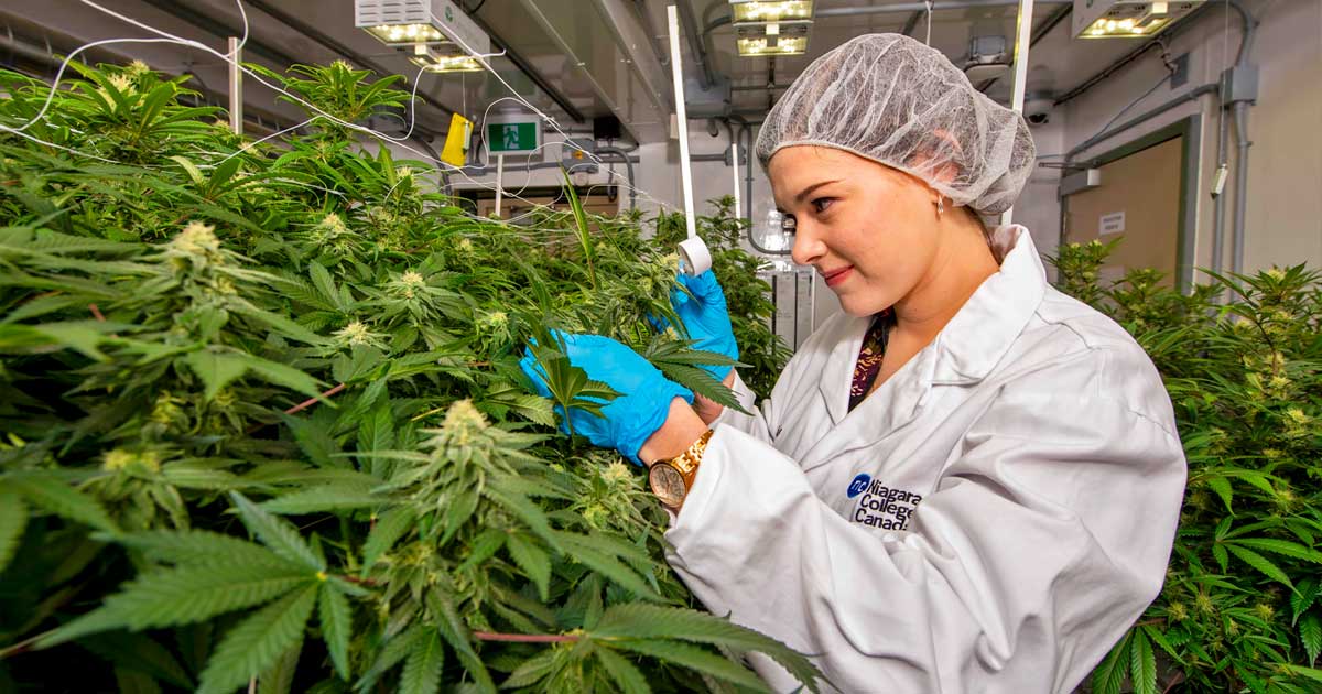 5ème culture commerciale de cannabis au Canada