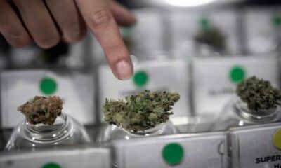 Cannabis Club in Chile