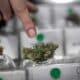 Cannabis Club in Chile