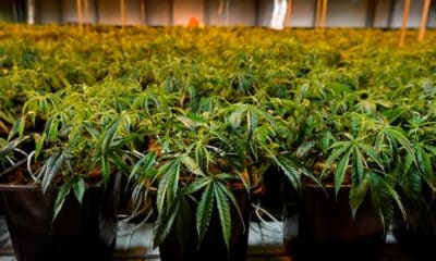 Medical cannabis in Brazil