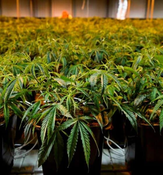 Cannabis médical au Brésil
