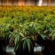 Medical cannabis in Brazil