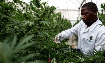 Medical cannabis in Uganda