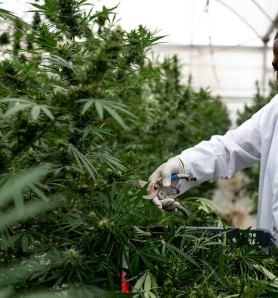Medical cannabis in Uganda