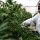 Medical cannabis in Uganda