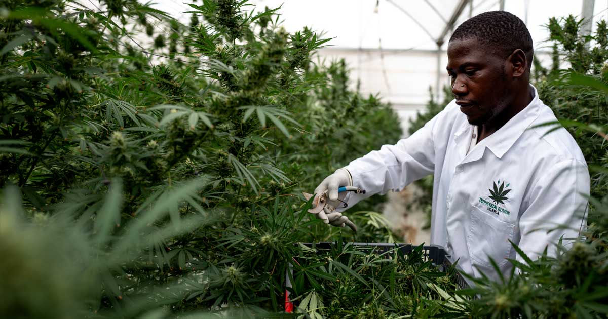 Medical cannabis in Uganda