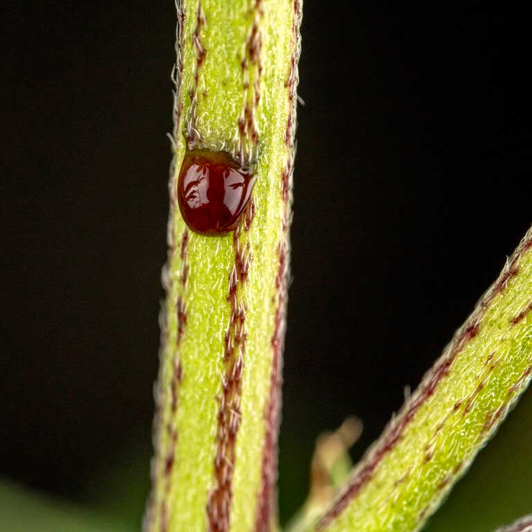 Bloedende cannabis