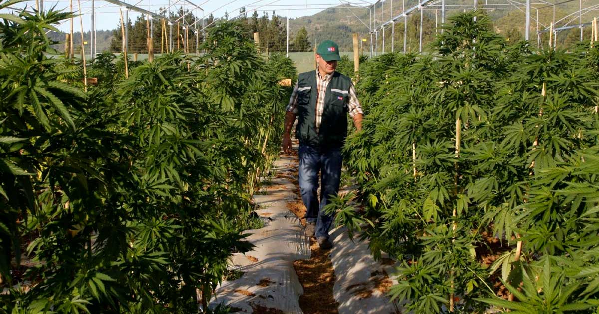 Medical Cannabis Law in Chubut (Argentina)