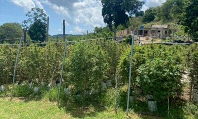 Cannabis Farmers in Jamaica