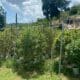 Fermiers de cannabis en Jamaïque