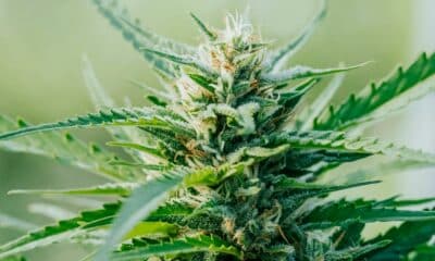Hemp Flowers Before the Italian Constitutional Court