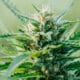 Hemp Flowers Before the Italian Constitutional Court
