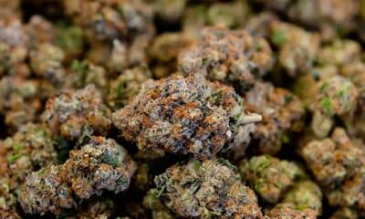 Proposed CBD Bill in France