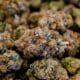 Proposed CBD Bill in France