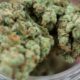 Cannabis Overdose in the DEA's 2026 Report