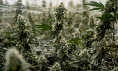 Suspension of Cannabis Reclassification in the United States