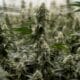 Suspension of Cannabis Reclassification in the United States