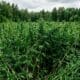 New Regulations on Hemp in Europe